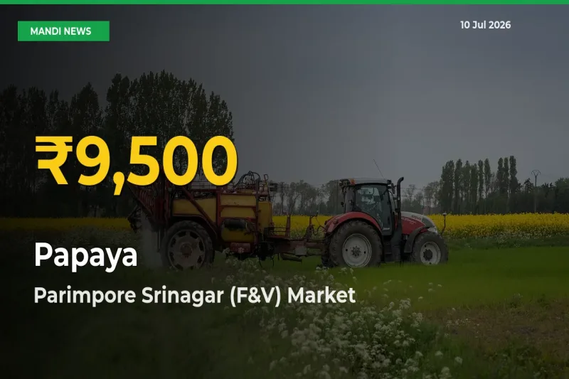 Papaya Prices Soar to Record High in Parimpore Srinagar (F&V) – Farmers Alert Today