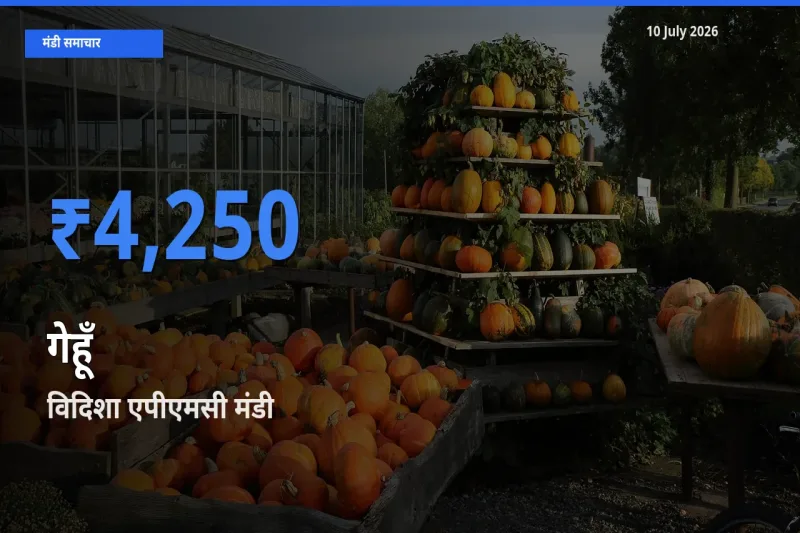किसानों की पसंद बना विदिशा एपीएमसी, गेहूँ के सबसे अच्छे दाम