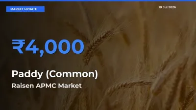 Top Performer! Raisen APMC Offers Best Paddy (Common) Price Today