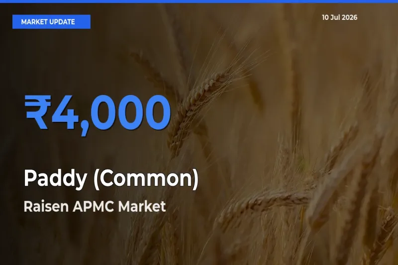 Top Performer! Raisen APMC Offers Best Paddy (Common) Price Today