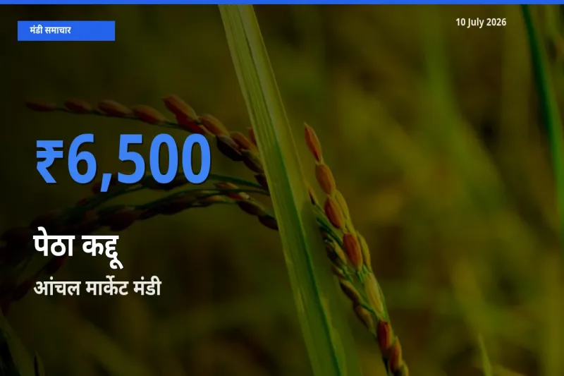 आंचल मार्केट में पेठा कद्दू का आज सबसे ऊँचा भाव