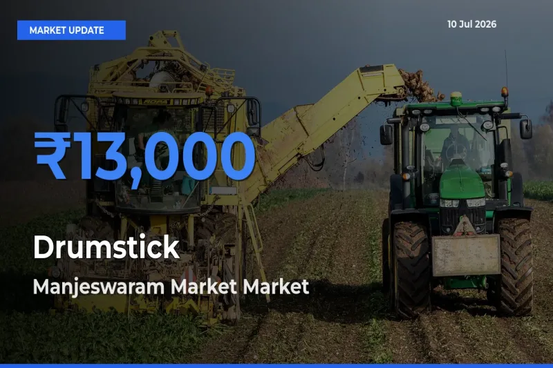 Manjeswaram Market Tops Drumstick Mandi Rates Today