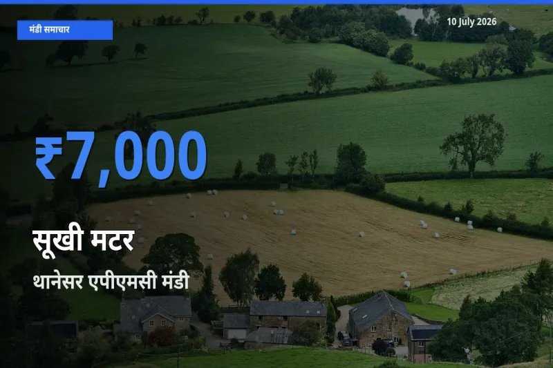 आज सूखी मटर के सबसे ऊँचे दाम ₹7,000 थानेसर एपीएमसी मंडी में