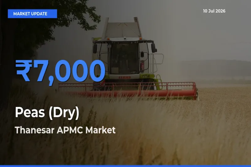 Top Performer! Thanesar APMC Offers Best Peas (Dry) Price Today