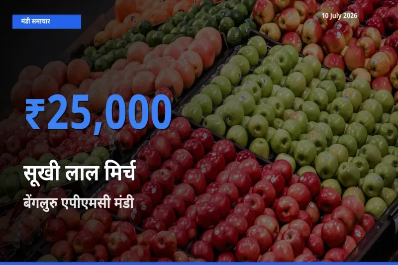 बेंगलुरु एपीएमसी मंडी में सूखी लाल मिर्च ₹25,000 पर पहुँचा – आज का सर्वोच्च भाव