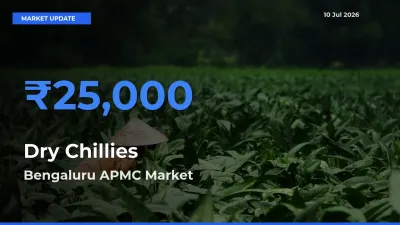 Market Watch: Bengaluru APMC Becomes Top Mandi for Dry Chillies