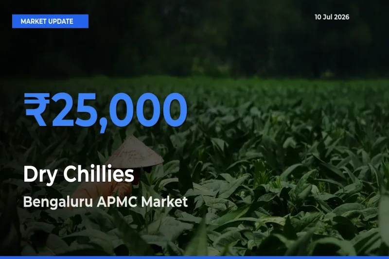 Market Watch: Bengaluru APMC Becomes Top Mandi for Dry Chillies
