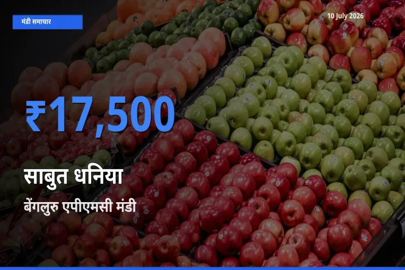 10 July अपडेट: साबुत धनिया के सबसे ऊँचे दाम बेंगलुरु एपीएमसी मंडी में