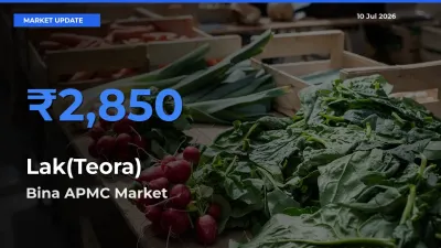 Market Watch: Bina APMC Becomes Top Mandi for Lak(Teora)