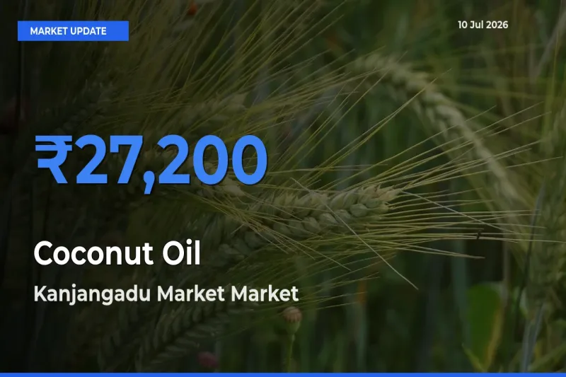 Kanjangadu Market Tops Coconut Oil Mandi Rates Today