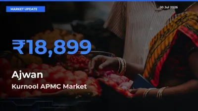 Kurnool APMC Emerges as Top Mandi for Ajwan Prices Today