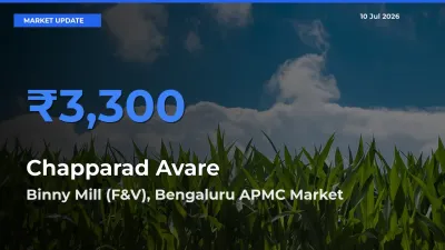 Farmers Prefer Binny Mill (F&V), Bengaluru APMC as Chapparad Avare Hits Highest Rate