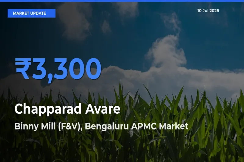 Farmers Prefer Binny Mill (F&V), Bengaluru APMC as Chapparad Avare Hits Highest Rate