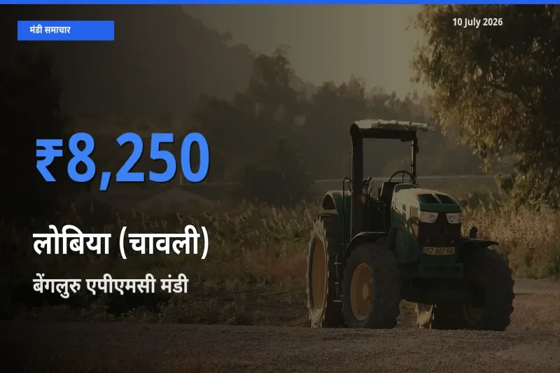 10 July अपडेट: लोबिया (चावली) के सबसे ऊँचे दाम बेंगलुरु एपीएमसी मंडी में