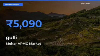 Top Performer! Mehar APMC Offers Best gulli Price Today