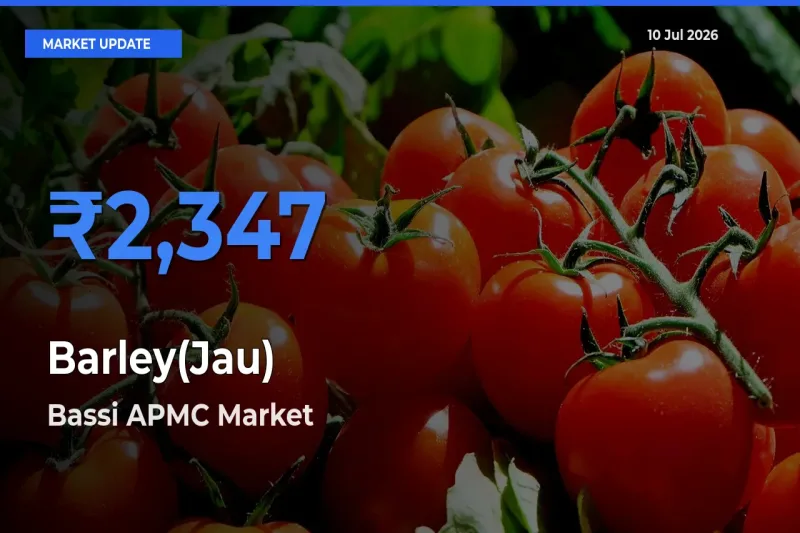 Bassi APMC Tops Barley(Jau) Rates – July 10 Market Update