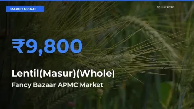 Fancy Bazaar APMC Records Highest ₹9,800 Rate for Lentil(Masur)(Whole)