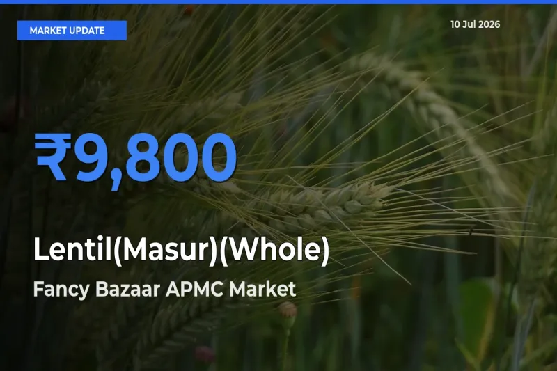 Fancy Bazaar APMC Records Highest ₹9,800 Rate for Lentil(Masur)(Whole)