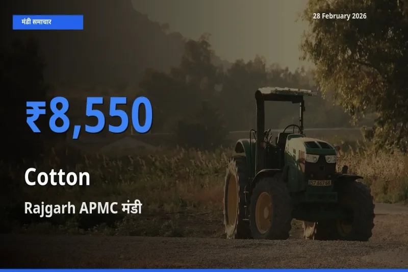किसानों की पसंद बना Rajgarh APMC, Cotton के सबसे अच्छे दाम