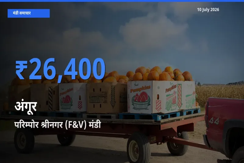 परिम्पोर श्रीनगर (F&V) में अंगूर का आज सबसे ऊँचा भाव