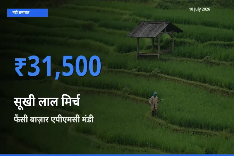 10 July अपडेट: सूखी लाल मिर्च के सबसे ऊँचे दाम फैंसी बाज़ार एपीएमसी मंडी में