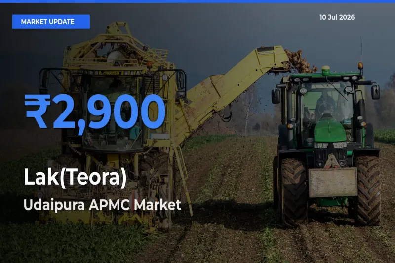 Lak(Teora) Mandi Rate Today: Udaipura APMC Tops the List