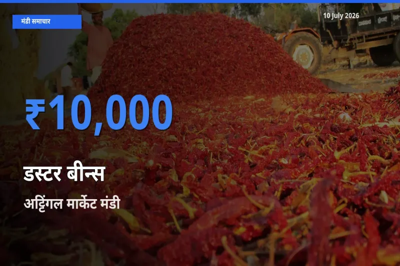 बाज़ार संकेत: अट्टिंगल मार्केट बना डस्टर बीन्स के लिए आज की टॉप मंडी