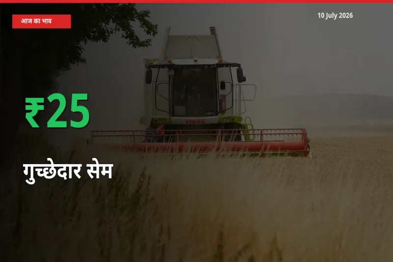 स्थानीय मंडी में गुच्छेदार सेम के दाम अचानक 25% उछले, किसान सतर्क