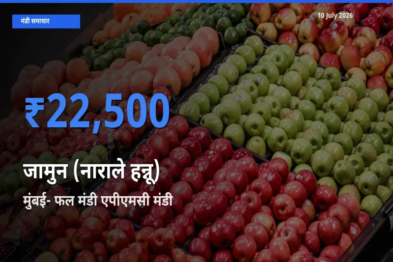 मुंबई- फल मंडी एपीएमसी मंडी में जामुन (नाराले हन्नू) ₹22,500 पर पहुँचा – आज का सर्वोच्च भाव