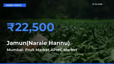 Mumbai- Fruit Market APMC Leads as Top Mandi for Jamun(Narale Hannu) Prices