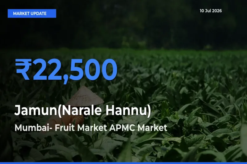 Mumbai- Fruit Market APMC Leads as Top Mandi for Jamun(Narale Hannu) Prices