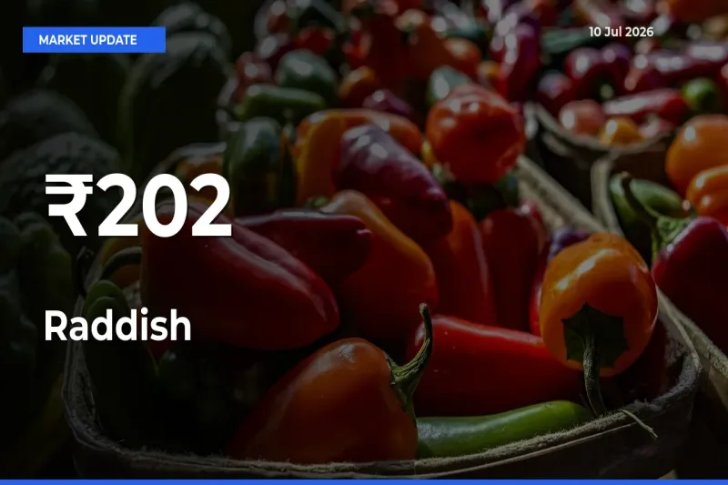Multi-Mandi Trend Emerges as Raddish Prices Shift Across Key Markets