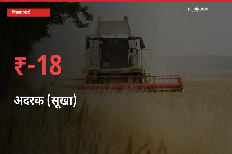 अदरक (सूखा) 17.5% गिरा, मंडी