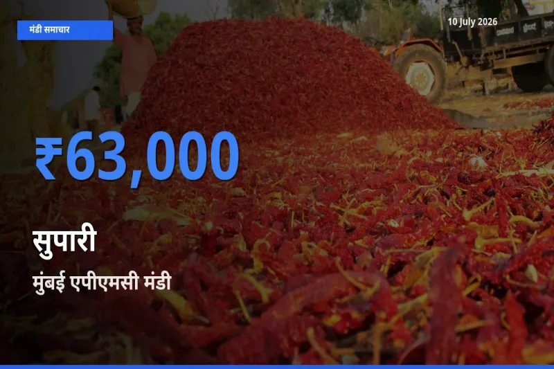 टॉप मंडी बना मुंबई एपीएमसी! सुपारी के सबसे ऊँचे दाम यहीं दर्ज