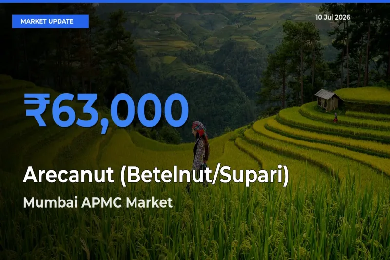 Mumbai APMC Offers ₹63,000 – Highest Arecanut (Betelnut/Supari) Rate Today