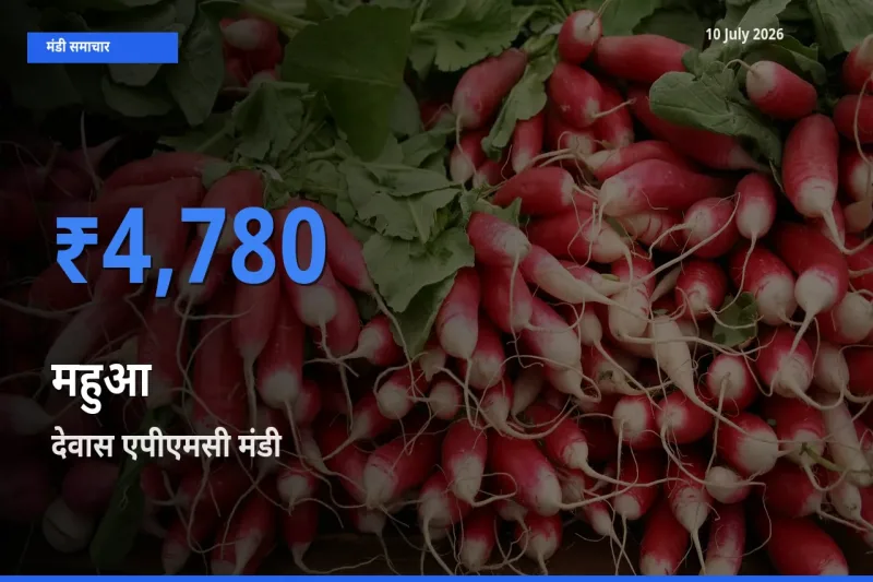 आज महुआ के सबसे ज़्यादा दाम देवास एपीएमसी मंडी में दर्ज
