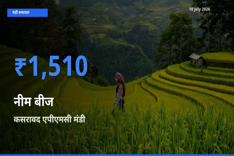10 July अपडेट: नीम बीज के सबसे ऊँचे दाम कसरावद एपीएमसी मंडी में