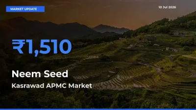 Kasrawad APMC Offers ₹1,510 – Highest Neem Seed Rate Today