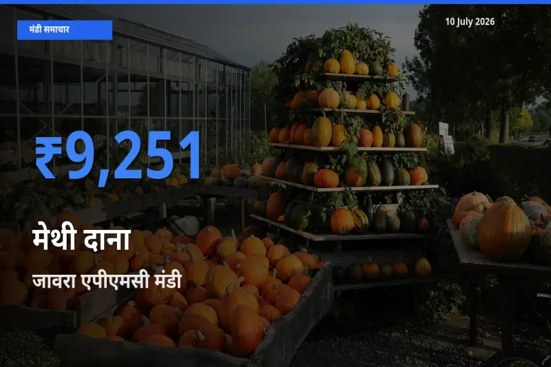 जावरा एपीएमसी मंडी में मेथी दाना ₹9,251 पर पहुँचा – आज का सर्वोच्च भाव