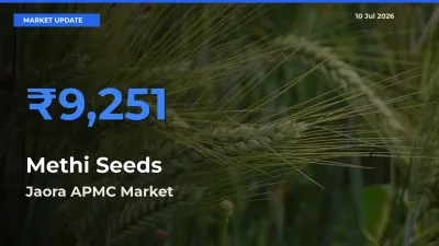Jaora APMC Tops Methi Seeds Mandi Rates Today
