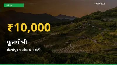 फूलगोभी के दामों में रिकॉर्ड तेज़ी, केशोपुर एपीएमसी