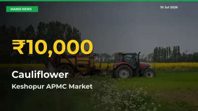 Cauliflower Hits Fresh High in Keshopur APMC Today