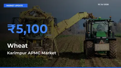 Karimpur APMC Offers ₹5,100 – Highest Wheat Rate Today