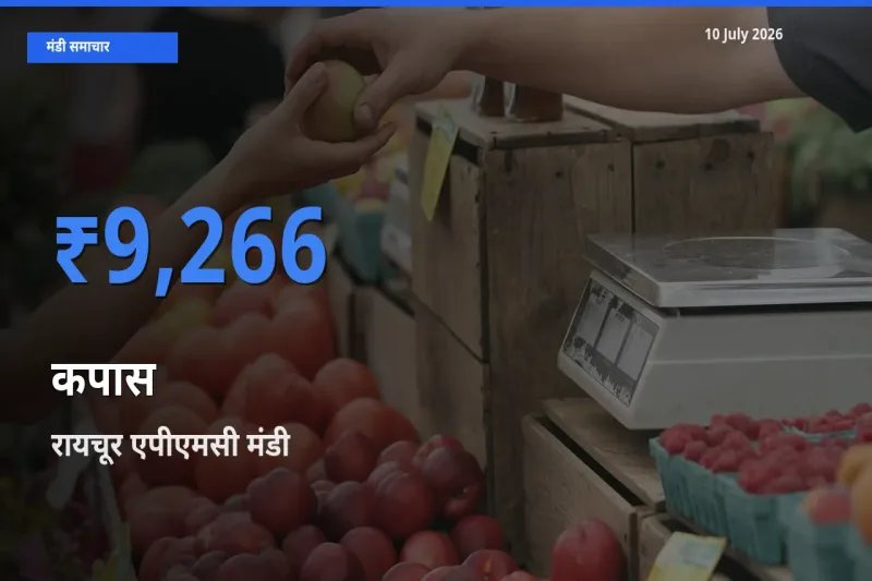 रायचूर एपीएमसी मंडी में कपास ₹9,266 पर पहुँचा – आज का सर्वोच्च भाव