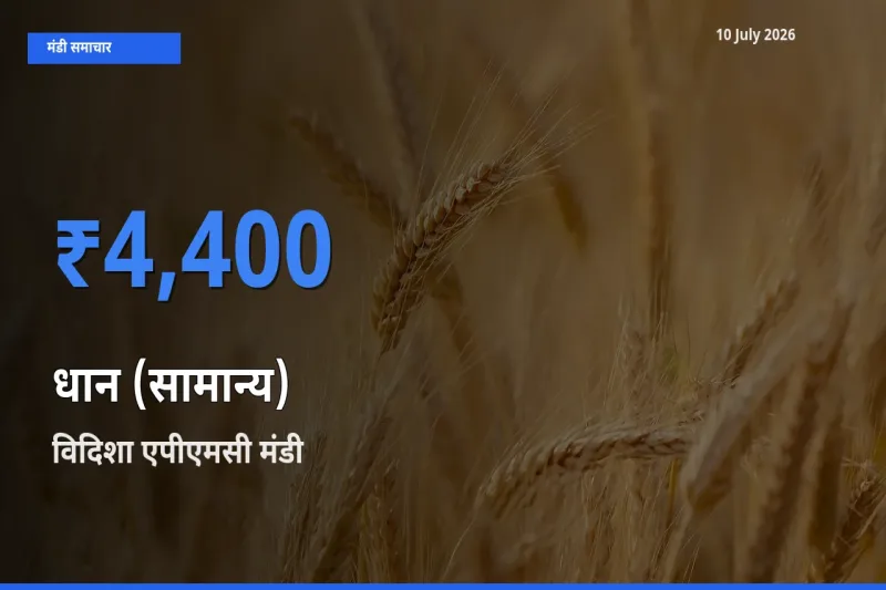 आज का मंडी भाव: धान (सामान्य) के सबसे ज़्यादा दाम विदिशा एपीएमसी में
