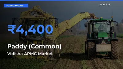 Vidisha APMC Emerges as Top Mandi for Paddy (Common) Prices Today