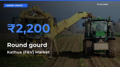 Kathua (F&V) Tops Round gourd Rates – July 10 Market Update