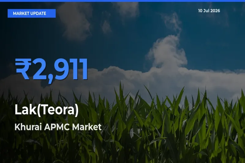 Farmers Prefer Khurai APMC as Lak(Teora) Hits Highest Rate