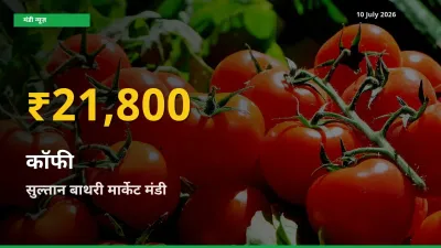 कॉफी के दामों में रिकॉर्ड तेज़ी, सुल्तान बाथरी मार्केट