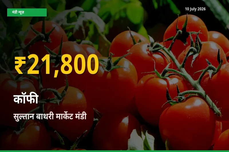 कॉफी के दामों में रिकॉर्ड तेज़ी, सुल्तान बाथरी मार्केट